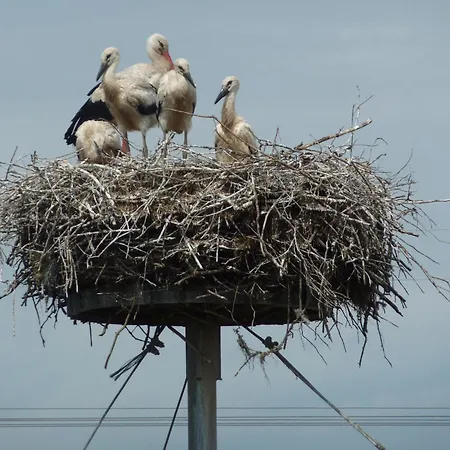 בית הארחה Moritz Unterm Storchennest -16303 Schwedt,schwedter Allee1 שוודט