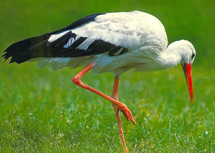 بيت ضيافة Moritz Unterm Storchennest -16303 Schwedt,schwedter Allee1 3*