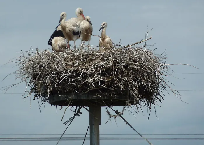 בית הארחה Moritz Unterm Storchennest -16303 Schwedt,schwedter Allee1 שוודט